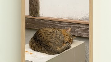 A life with cats. Atmoph Window