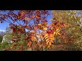 Краски Осени. Colors of Autumn