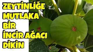 Sineğe Karşı İncir Ağacı, Binlerce Yıllık Doğal Uygulama