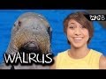 Why Do Walruses Have Mustaches?
