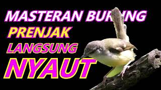 MASTERAN BURUNG PRENJAK LANGSUNG NYAUT DAN GACOR