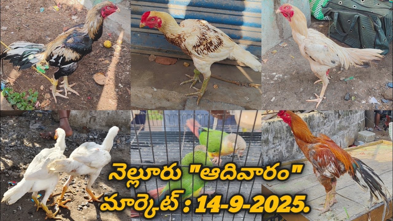 నెల్లూరు సండే కోళ్ల మార్కెట్  :  14–9–2025, #nelloresundaykollamarket #aseelmarket #venkyberasatv