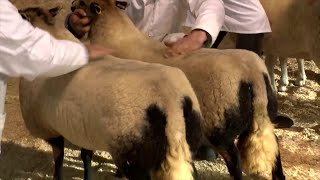 Pencampwriaeth Defaid Mynydd | Mountain Sheep Championship