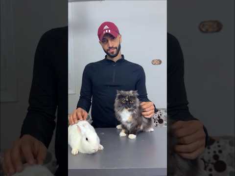 حيواناتي الآليفة