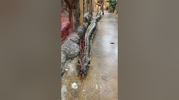 20 FOOT GIANT BURMESE PYTHON🤯😳