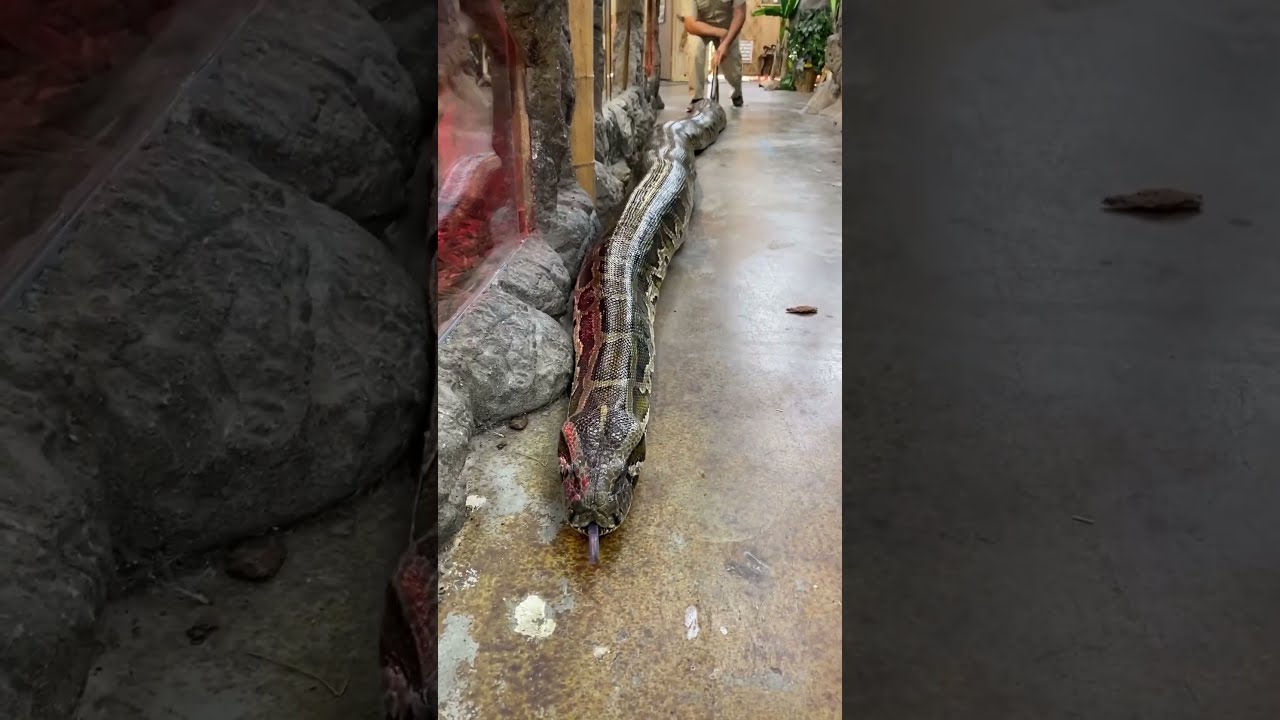 20 FOOT GIANT BURMESE PYTHON 