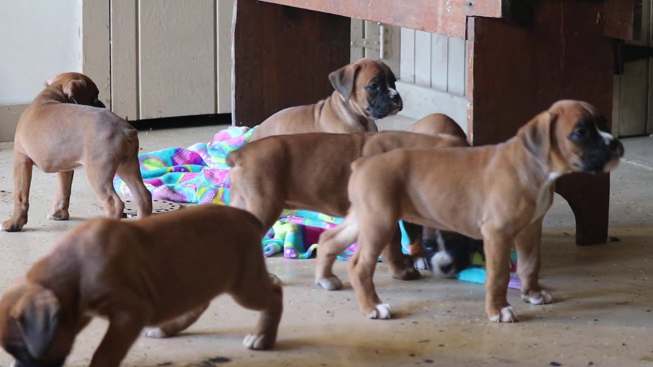 boxer puppies for sale near me boxer puppies for sale near me