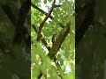 Featuring a lush Green forest with branches of trees#Nature#Beaty