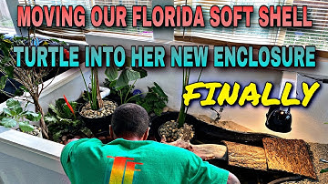 MOVING OUR FLORIDA SOFT SHELL TURTLE INTO HER NEW ENCLOSURE