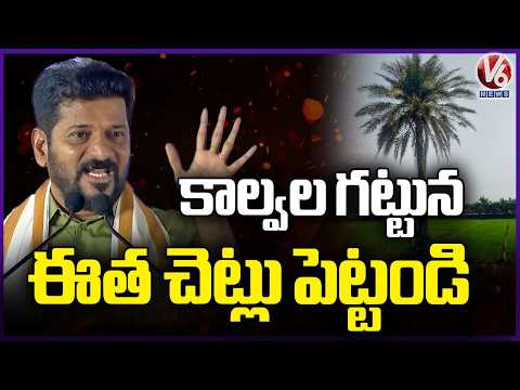 Plant Silver Date Palm Trees Along Canals : CM Revanth Reddy  | Sardar Sarvai Papanna Goud |V6 News - V6NEWSTELUGU