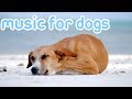 11 Hours of Deep Sleep Music to Relax You Dog! Helped 10 Million Dogs!