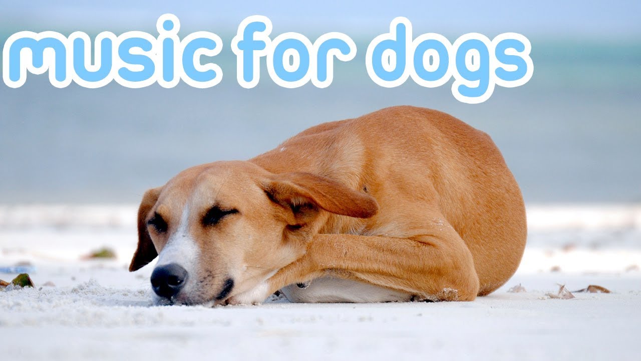 dog sleep music youtube