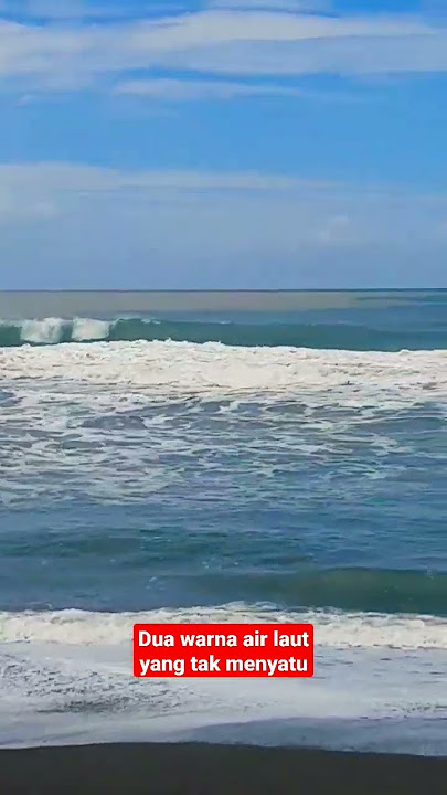 pantai hutan bakau sleman kadilangu, dua air laut yang tak menyatu #shorts #pantai #laut #wisata