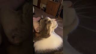 Got A Rare Lap Smeeps.