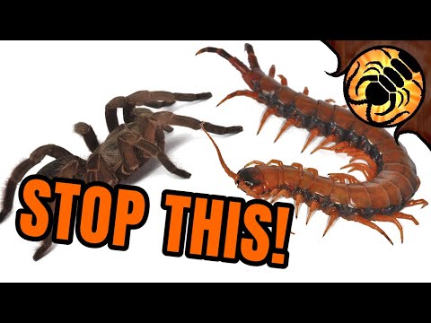 Video: Pozor na škůdce! Boj s Maybugs