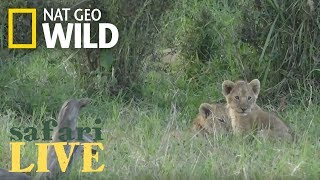 Lions 101  Nat Geo Wild 