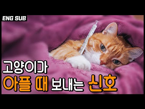 The behavior of a cat when it is sick