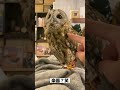 フクロウ奏者