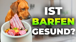 Hunde Barfen Fragen Und Antworten Rund Um Barf