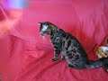 Cashmere Bengal &quot;Noctifer&quot; playing with a feather toy