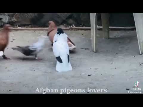 Afghan pigeons/afghanische Tauben/Afgan güvercin