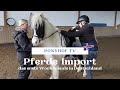 Islandpferde importieren - das erste Wochenende mit den neuen Ponys