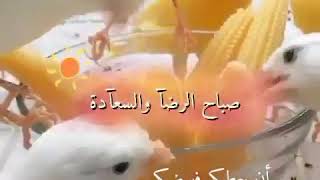 صباح الرضا والسعادة