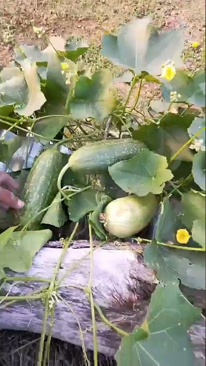 My vegetable vlog 😱😱|| Vlog Abhinav 💥#ytvideo #trending #youtube #viral#video #vlogs #vegetables