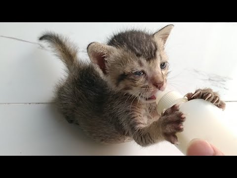 видео: Rescue Orphan Kitten Living Alone in A Box With Tears In Eyes Foster Mother Rejecting Him & Hissing