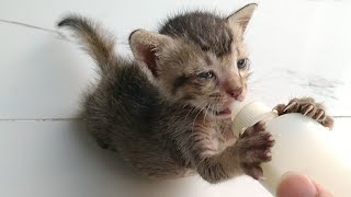 Rescue Orphan Kitten Living Alone in A Box With Tears In Eyes Foster Mother Rejecting Him & Hissing