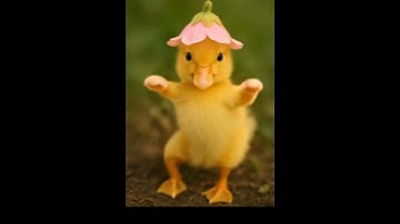Thumbnail of Baby Duck in Flower Hat Dancing #funny #short #duckdancing