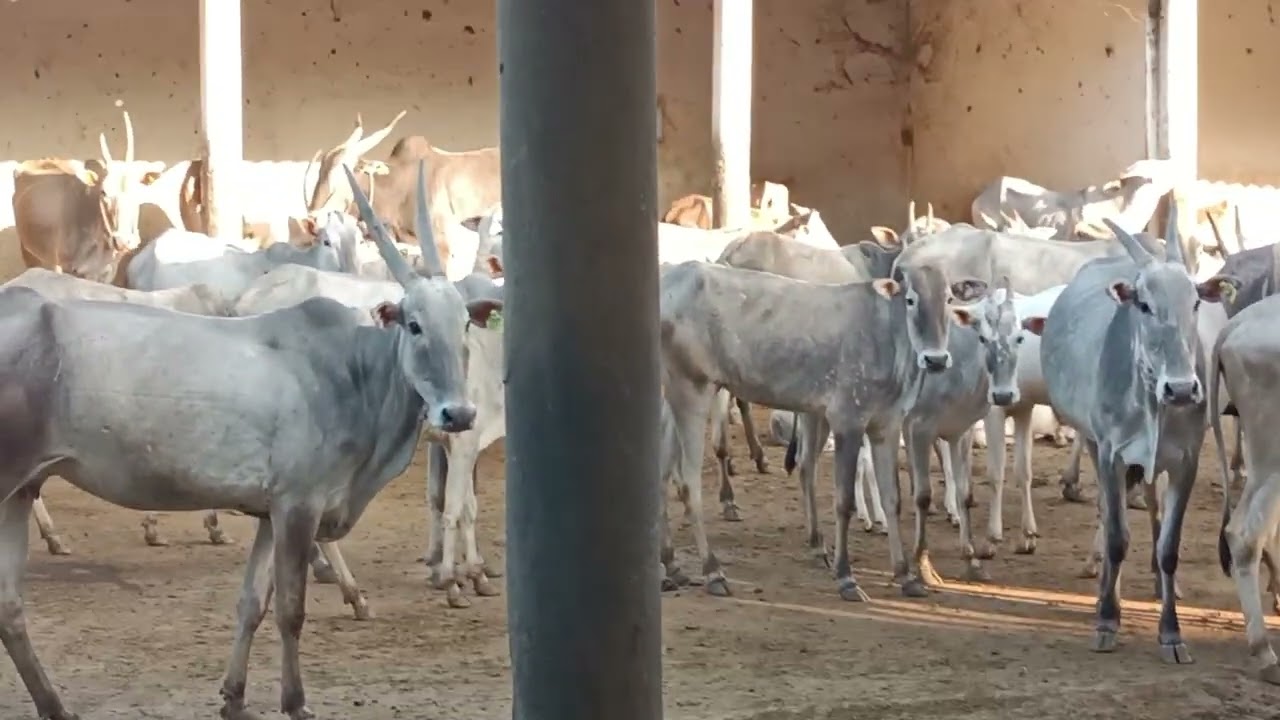 Hallikar cow's, Studbull, calves, heifer's in Kunikenahalli Breeding Farm
