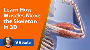 Learn How Muscles Move the Skeleton in 3D