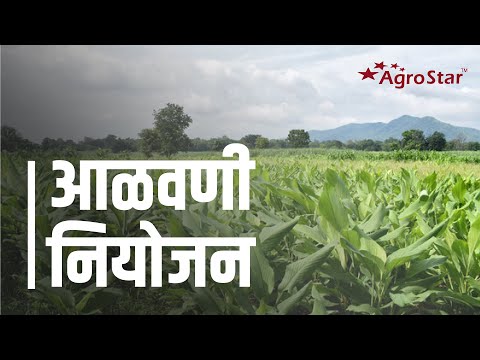 हळद पिकामध्ये आळवणी नियोजन !  #turmeric crop advisory || - हळद पिकामध्ये आळवणी नियोजन !  #turmeric crop advisory ||
