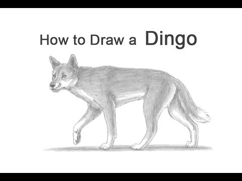 Featured image of post How To Draw A Dingo Step By Step How you can draw with a pencil after 50 hours of practice and how to learn it