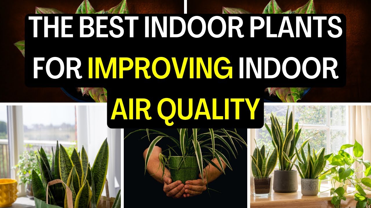 Breathe Easy with These Indoor Plants The Best Plants for Improving