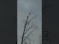 Eagles!!!! #alaska #winter #eagles #baldeagles