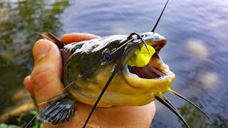 Spring Bullhead Fishing (Catch and Cook)