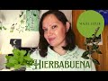 Hierbabuena//Magia verde