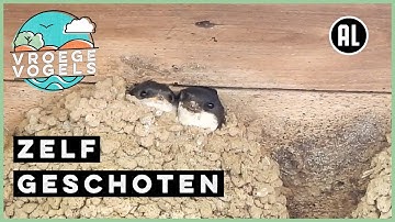 Kopjes van jonge huiszwaluwen | Zelf Geschoten | Vroege Vogels