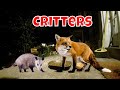 Live Critter Cam Friday! 😻🦝🦊🐦🦌