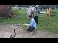 बीन की धुन पर कैसे नाचते है कोबरा सांप Kobra Snake Dance on Been