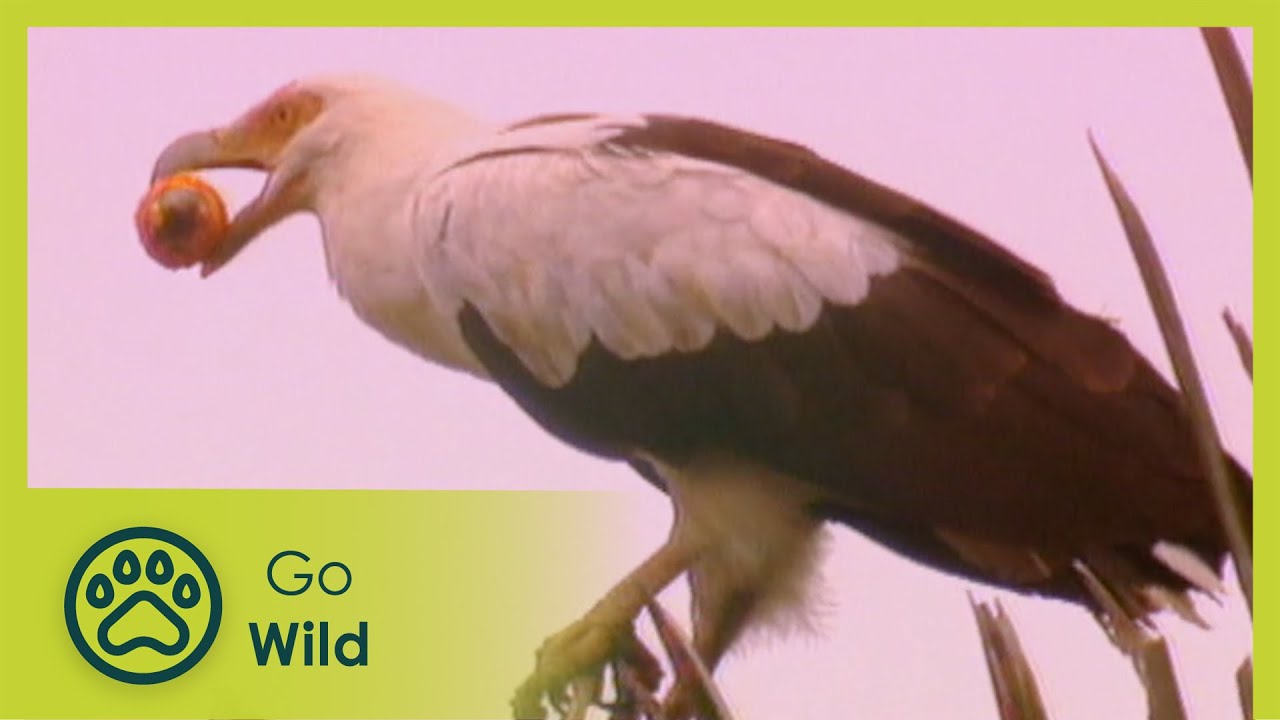 Vulture Culture - Vultures - Nature's Greatest Moments - Go Wild