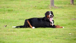 How to Socialize a Bernese Mountain Dog with Other Animals