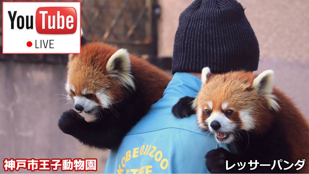 Live レッサーパンダ ジャズ メロディ ガイア ミンファ りんごタイム 神戸市王子動物園 Red Panda Kobe City Oji Zoo Youtube