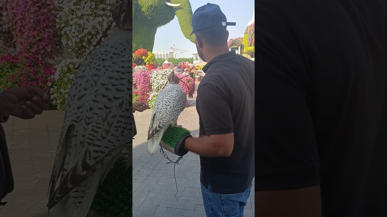 Baaz 🦅in Miracle garden 🌺 Dubai 🇦🇪