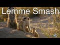 Lemme Smash - Meerkat Edition