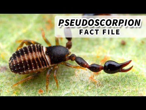 Pseudoscorpion Facts: the FALSE Scorpion 🦂 Animal Fact Files