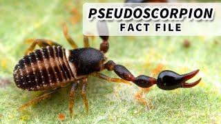 Pseudoscorpion Facts: the FALSE Scorpion  Animal Fact Files