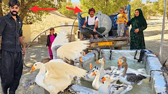 Nomadic Life: Filling the Goose Pond | Sweet Moments on the Farm🏔️